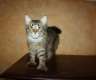 Typvolle Maine Coons mit Papieren